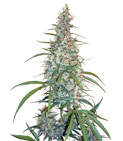 Семена сорта Silver Haze reg (Sensi Seeds)