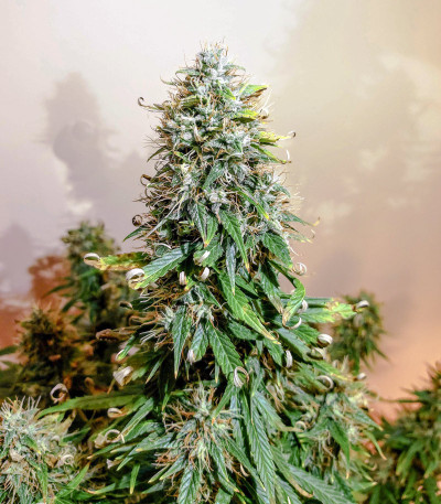 Семена сорта Auto Euforia fem (Dutch Passion)