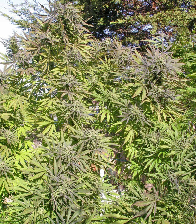 Семена сорта Biddy Early reg (Serious Seeds)