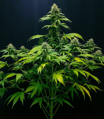 Семена сорта CBG-Force fem (Dutch Passion)