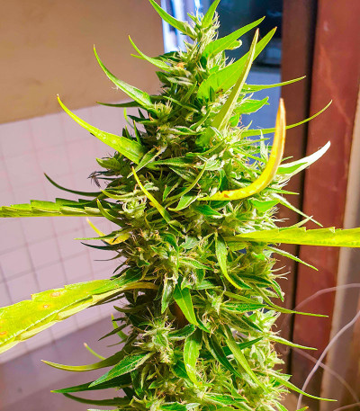 Семена сорта Northern Lights fem (Herbies Seeds)