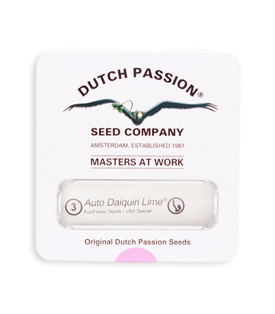 Семена сорта Auto Daiquiri Lime fem (Dutch Passion)
