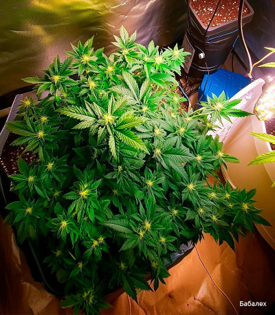 Семена сорта Gorilla fem (Семяныч)