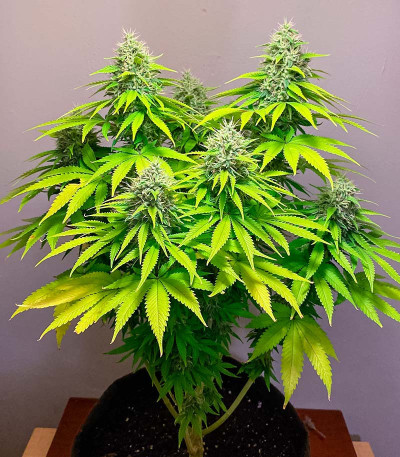 Семена конопли сорта Permanent Marker fem (7CH American)