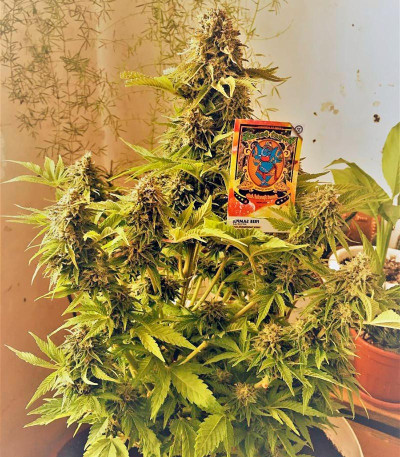 Семена сорта Sweet Special Auto fem (Sweet Seeds)