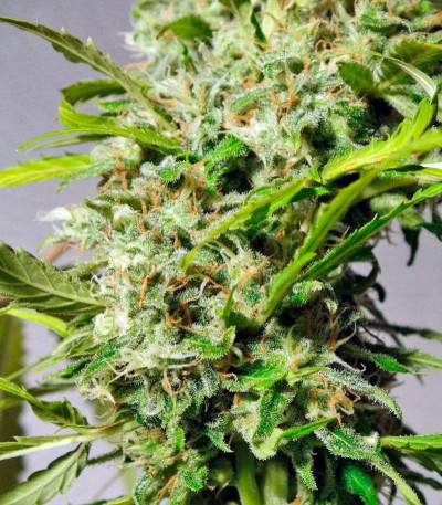 Семена сорта Sweet Tai fem (Sweet Seeds)