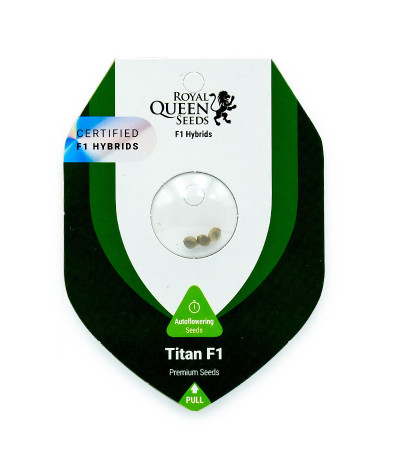 Семена конопли сорта Titan F1 Auto fem