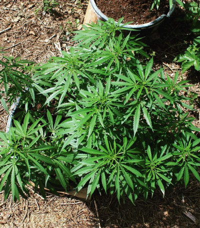 Семена сорта Cheese fem (Vision Seeds)