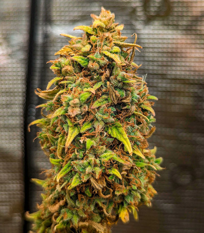 Семена сорта Grape Kong Auto fem от Семяныча