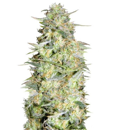 Семена сорта Auto Loveryder fem