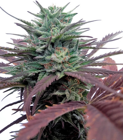 Семена конопли Brainstorm