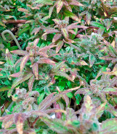 Семена сорта Far Out fem