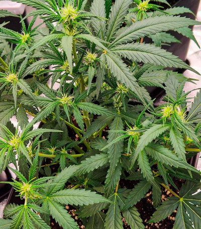 Семена сорта Gorilla Cookies Fast fem (High Speed ​​Buds)