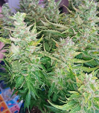 Семена сорта Northern Lights Auto fem (Семяныч)