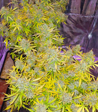 Семена сорта Super Lemon Haze fem (Семяныч)