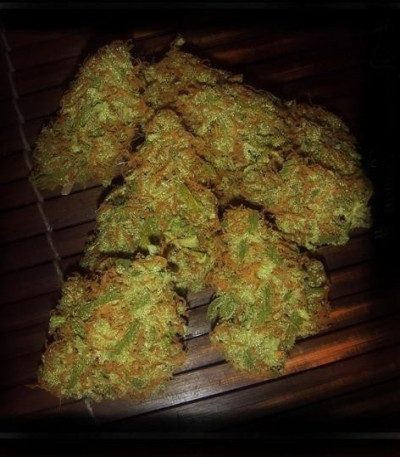 Семена сорта Amnesia Vip fem (VIP seeds)