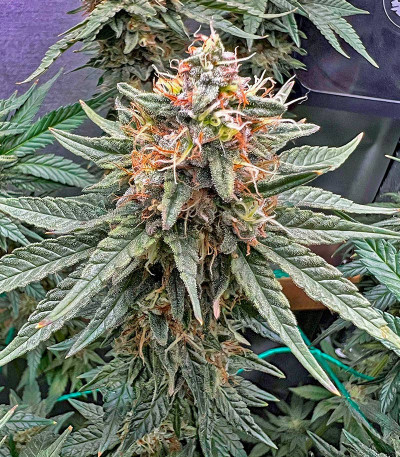 Семена сорта Lemon Drizzle fem (Barney's Farm)