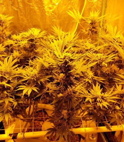 Семена сорта Northern Lights fem (00 Seeds)