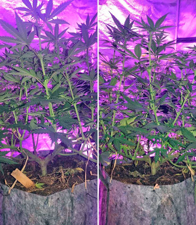 Семена сорта Pakistan Valley fem (World of Seeds)