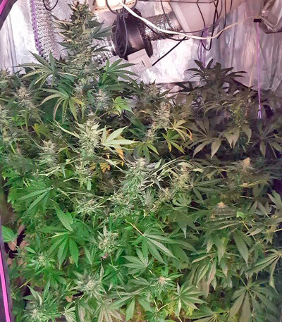 Семена сорта White Widow Automatic fem (Nirvana Seeds)