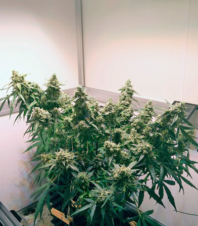 Семена сорта PolarLight #2 Auto fem