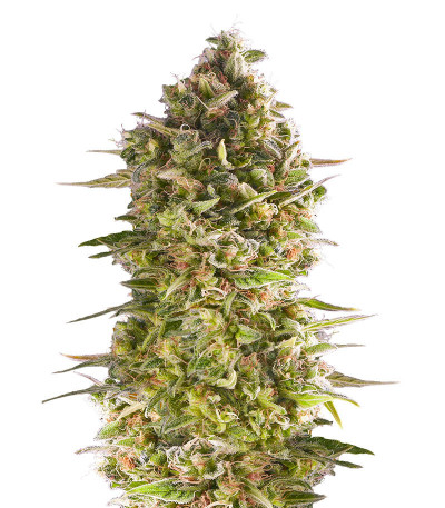 Семена сорта Do-Si-Dos Cookies fem (00 Seeds)