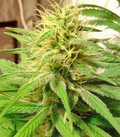 Семена сорта Hubble Bubble fem