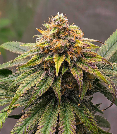 Семена сорта Purple Punch X Lemon Drizzle fem от Barney's Farm