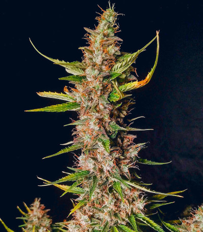 Семена сорта Totally Alpha OG Auto fem (AlphaFem Seeds)