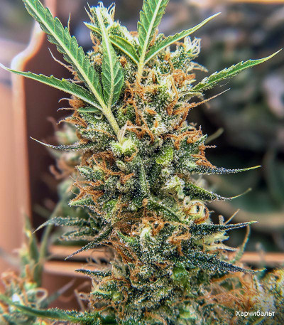 Семена сорта Bruce Banner Auto fem (Семяныч)