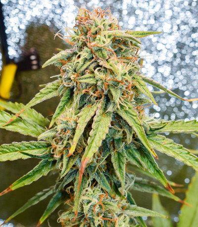 Семена сорта Medusa F1 Auto fem (RQS)