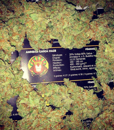 Семена сорта Amnesia Ganja Haze fem (Sumo Seeds)