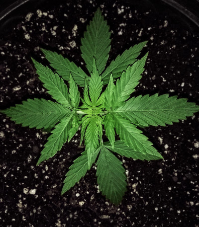 Семена сорта Chrystal fem (Nirvana Seeds)