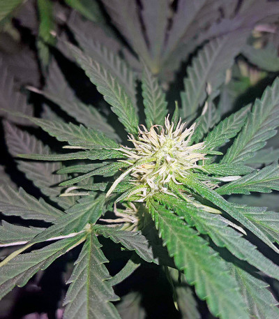 Семена сорта Lemon OG Haze Automatic fem (Nirvana Seeds)