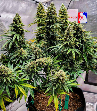 Семена сорта Meringue fem (Dutch Passion)