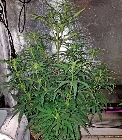 Семена сорта Sterling Haze (Super Silver Haze) reg (Nirvana Seeds)