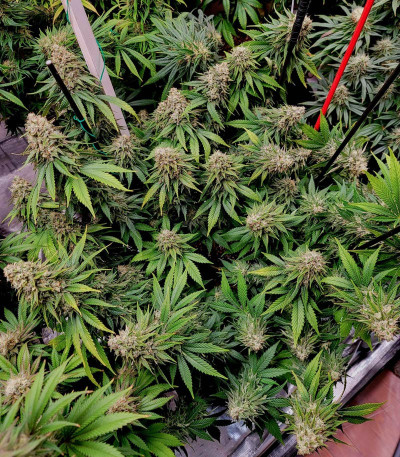 Семена сорта White Widow fem (Dutch Passion)