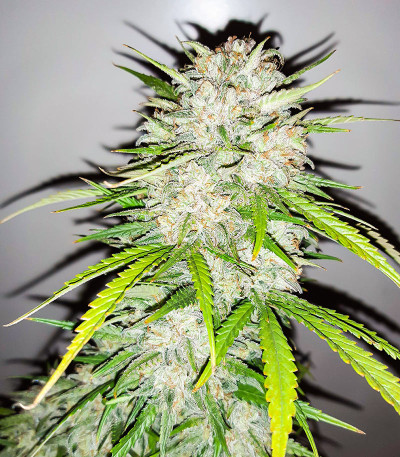 Семена сорта Gelato Glue Autoflower fem (Easy Grow Seeds)