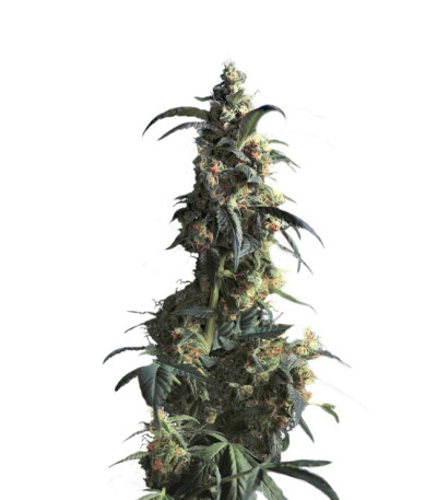 Семена сорта Domina Haze fem