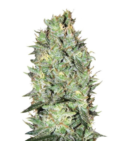 Семена сорта Amnesia Platinum fem