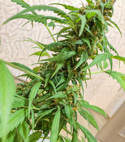 Семена сорта Auto Heaven fem (Victory Seeds)