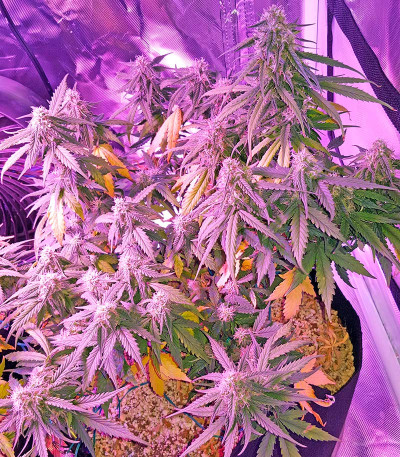 Семена сорта Auto Sweet Soma fem (00 Seeds)