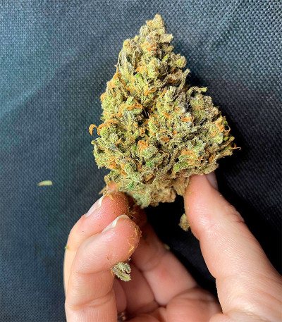 Семена сорта Gelato Auto fem (Herbies Seeds)