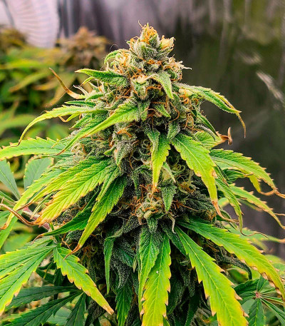 Семена сорта Grandmommy Purple Auto fem (Herbies Seeds)