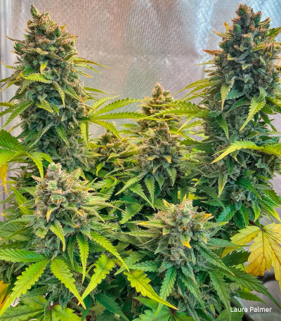 Семена сорта Super Lemon Haze Auto (Семяныч)