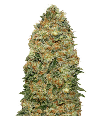 Семена сорта White Widow fem (00 Seeds)