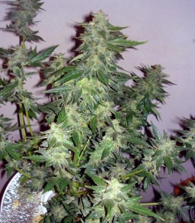 Семена сорта Sugar Gom auto fem