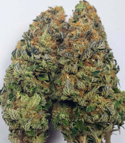 Семена сорта конопли Pink Runtz Auto от 7CH American