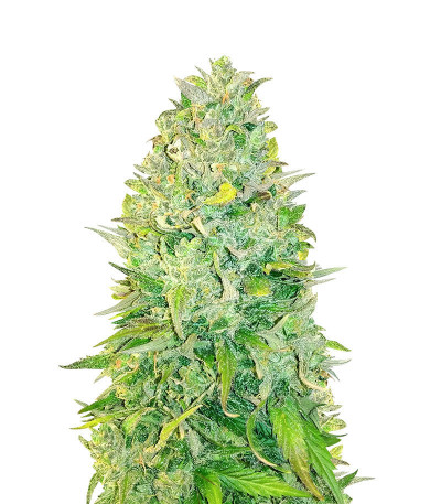 Микс семян конопли Sativa Mix fem (Herbies Seeds)