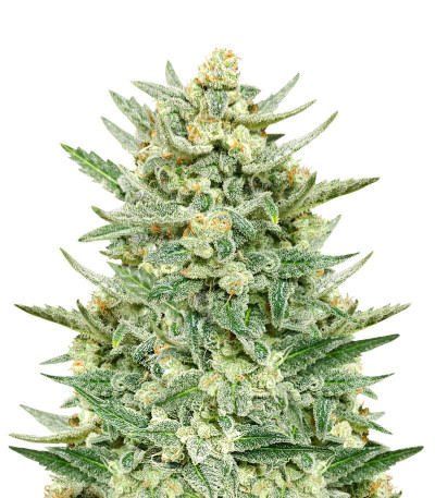 Семена сорта Strawberry Banana Auto fem (FastBuds)